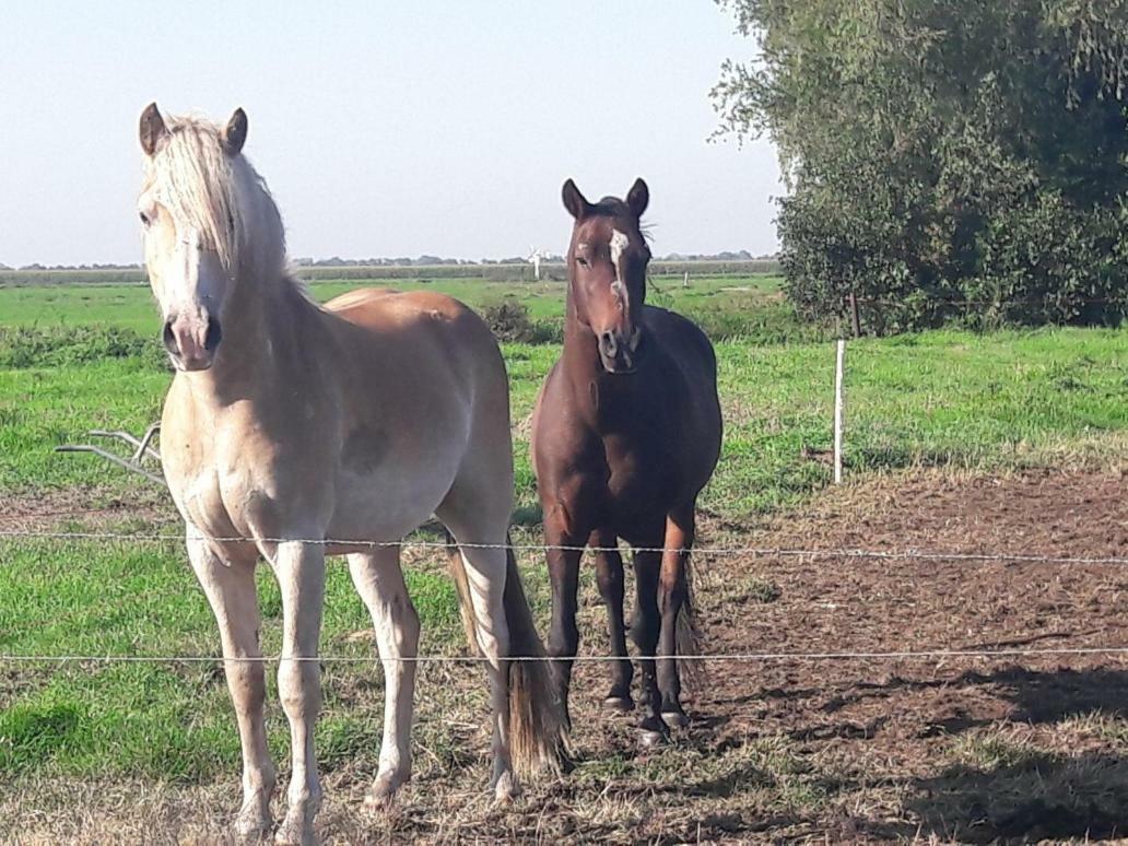 Bedstay41 Oudewater المظهر الخارجي الصورة